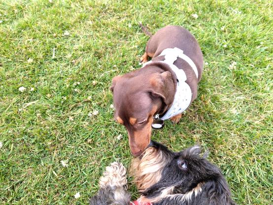A small smooth haired brown dog and a slightly larger black and tan fluffy dig sniff each other's noses on a grassy field