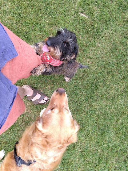 A small black and tan dog is trying to climb up a human's and their tongue is sticking out. A large golden dog is stood next to them, looking at the small dog intently