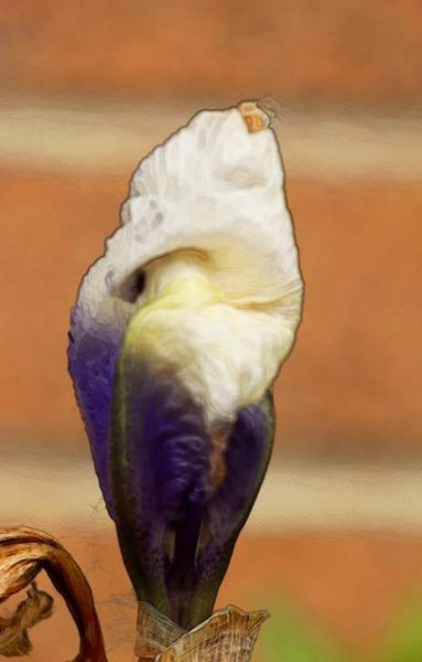 Medium close-up of iris bud, not yet opened.  There is a soft, warm yellow texture to the composition, that gives the impression of a book illustration.