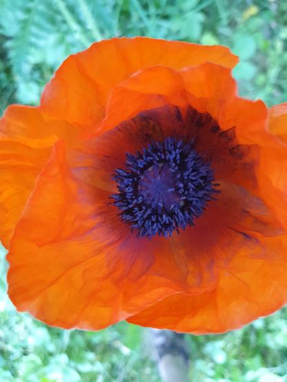 Eine geöffnete Mohnblüte in Nahaufnahme.