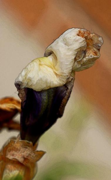 Medium close-up of iris bud, not yet opened.  There is a soft, warm yellow texture to the composition, that gives the impression of a book illustration.