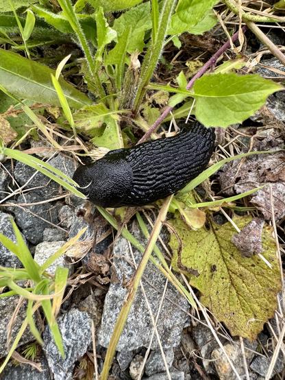 NGL it looks like a penis. A black slug, around 3 inches long and an inch thick sits among some dandelion leaves and rocks. Its skin is textured.