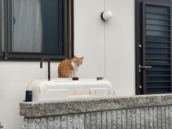 Cat sitting on fuel tank