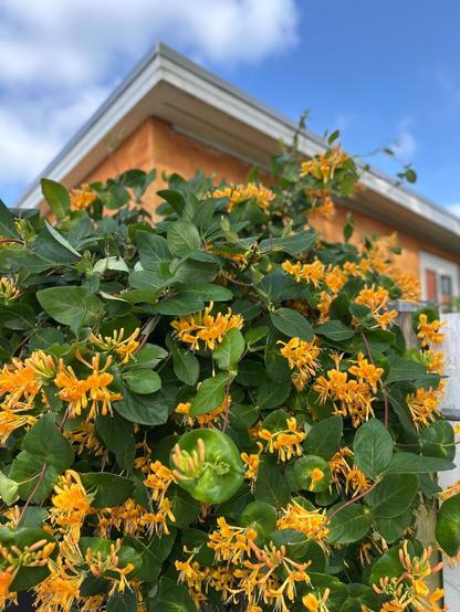 Storblomstrende gul kaprifolie og et gullalket hus.