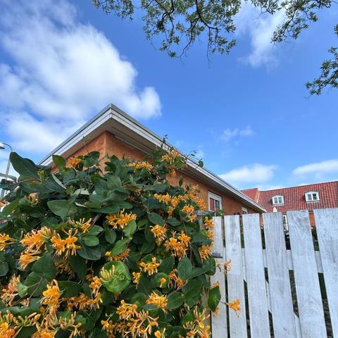Blå himmel med et drys af lette skyer, Storblomstrende gul kaprifolie, et gullalket hus og en hvidmalet havelåge.
