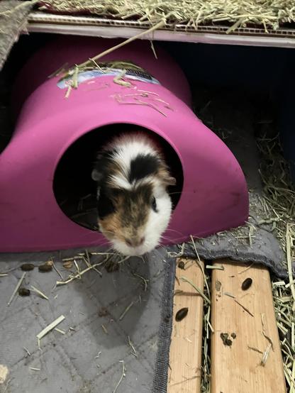 A beautiful tri-toned guinea pig sticking her nose out towards the camera.