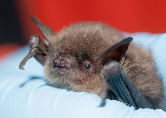 A small and very round-looking bat is being held in a gloved hand. It has thick brown fur all over and large, pointed ears. Its eyes are small and black, with a short nose. It looks like it's a little disappointed in you.