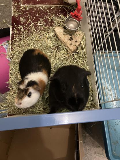 The tri-toned guinea pig has been joined by her pumpernickel pal to offer her nose as well.