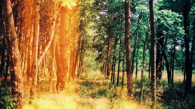 A row of trees, with light leaks.