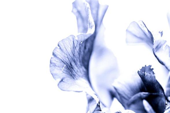 Sur un fond blanc, le détail de pétales d'iris surexposés , en mode bichromie, ce qui donne un rendu bleu violacé. Le premier pétale part du milieu du bas de l'image et va jusqu'en haut. il dessine une double volute presque transparente délicatement veinées de bleu. Un pétale plus sombre occupe le bas de l'image à gauche, on en voit peu de détail, un troisième, vu très partiellement entre dans l'image , à mi hauteur du bord gauche en ondule doucement . Une ligne plus sombre accompagne ce mouvement dansant.