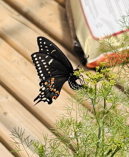 Photo of a female black swallowtail laying her eggs on a flowering dill plant.