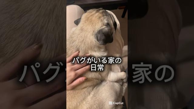 我が家に来てくれてありがとう♡ #shorts #shortvideo #パグ #犬 #dog #pug #愛犬