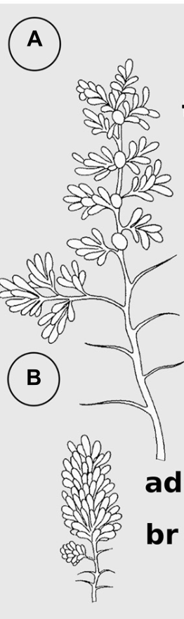 A colonial ciliate, as depicted in its original description