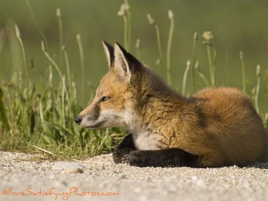 Fox kit taking a break on a little patch if gravel.