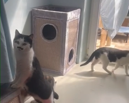 two cats, one has bright fur with dark fur under the nose, appearing to have a moustache