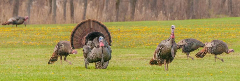 Wild turkeys in an open field, a Tom stands in the center, its tail feathers fanned, on full display. Photo credit: U.S. Forest Service.