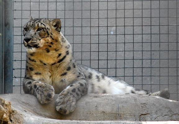 A picture of a snow leopard.