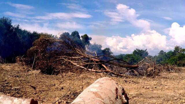 #News: Landmark #study finds industrial #agriculture has driven 86% of global #deforestation between 2001-2022. Tough policy action with #EUDR #CSDDD needed to stop the #ecocide and #greenwashing. #BoycottPalmOil 🌴❌ #Boycott4Wildlife and be #Vegan 🥦🥒 
https://www.nature.com/articles/s43017-025-00660-3?utm_source=mastodon&utm_medium=Palm+Oil+Detectives&utm_campaign=publer