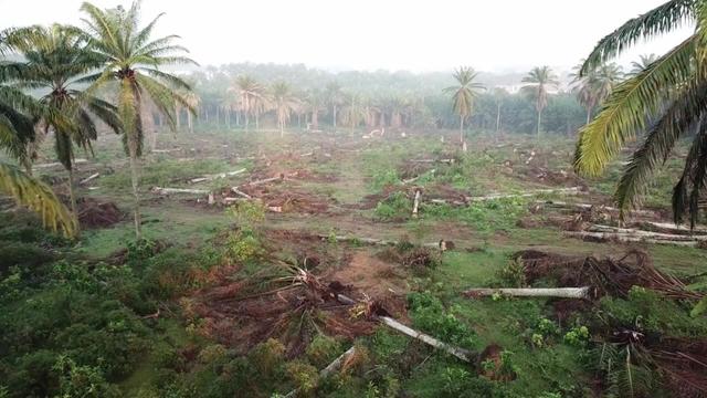 #News: Landmark #study finds industrial #agriculture has driven 86% of global #deforestation between 2001-2022. Tough policy action with #EUDR #CSDDD needed to stop the #ecocide and #greenwashing. #BoycottPalmOil 🌴❌ #Boycott4Wildlife and be #Vegan 🥦🥒 
https://www.nature.com/articles/s43017-025-00660-3?utm_source=mastodon&utm_medium=Palm+Oil+Detectives&utm_campaign=publer