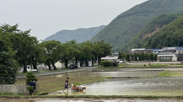 Young man guides harvester through flooded rice paddy while older man prepares trays of seedlings