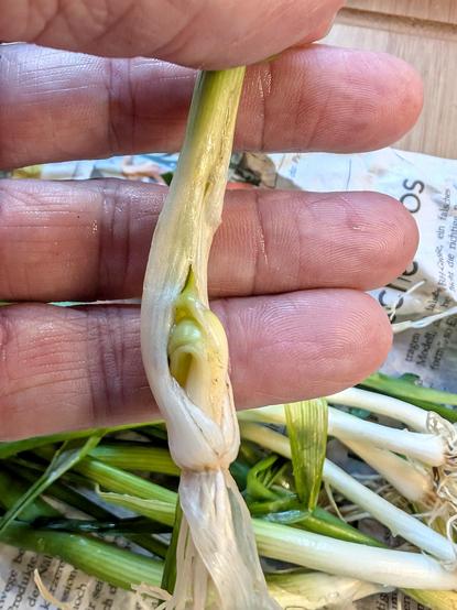 Noch sehr junger Lauch, von Zwiebelfliegenmaden befallen – Fraßspur und Verkrümmungen gut erkennbar 
(Foto by Johann Seidl, Gartenpoet)