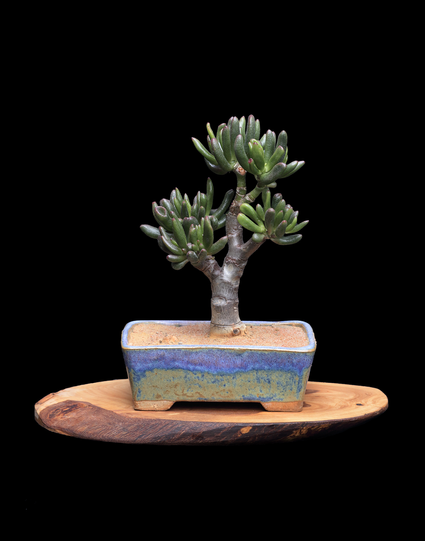 Photo of a small jade bonsai against a black background. The tree is planted in a handmade pot with a glaze that transitions from purple to blue to ruddy orange. The pot is sitting on top of an oval shaped section of olive wood.