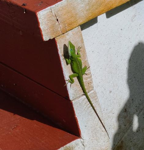 Bright green lizard with a tan stripe down its back and a long,  thin tail,  climbing up the side of a white and rust colored outdoor stairway.