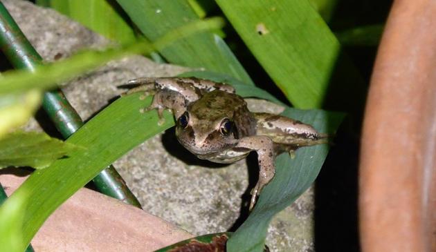 A small Rana temporaria, about 3 cm long, is climbing through the long green leaves of an iris onto the concrete tile capping the pond wall. It is looking up at the camera. Its body is light brown with a few darker markings, while its legs are light grey. The edges of terracotta pots can be seen at the bottom and right.