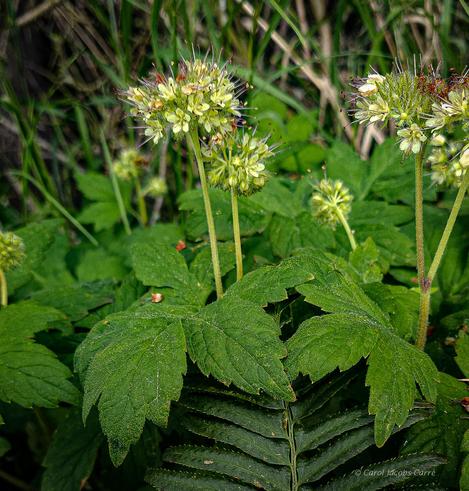These 5 petalled waterleaf flowers growing in the park restoration are a greenish white.  The numerous lilac colored stamens with yellow anthers, the hairy stems and sepals, all  make the flowering cluster look like a fuzzy ball on top of its upright green stem.  The alternate compound leaves are fuzzy as well,.
