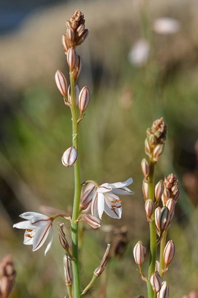 A photo of an asphodel with white flowers.