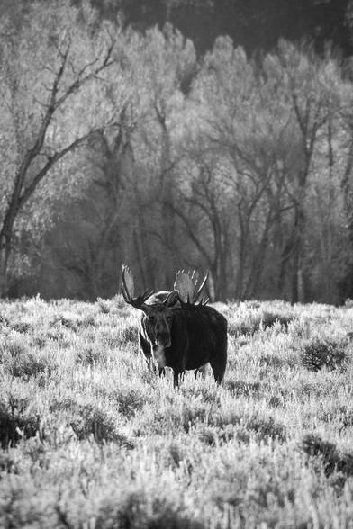 A big bull moose standing in sage brush. His breath is visible in the morning cold.