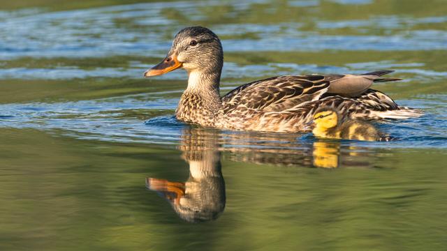 I took an early June camping and fishing trip (note, I never said “catching trip”) with my son to Bucks Lake in Plumas County, California. One of the highlights of the trip for me was just how many waterfowl babies we saw as we cruised around the lake. The mallards and Canada geese had a quite successful year at hatching a great many offspring, including some fairly large clutches.
We took a short boat ride on the morning we broke camp and spotted a momma mallard with one of those large clutches near the mouth of Mill Creek in some nice warm early light. People in boats quite obviously feed them (unfortunately), so they fairly quickly got closer to our boat than I’d have liked for my 100–400mm lens, so I struggled to get the whole group in a frame. However, I thought this shot of one of the little ones swimming right next to mom in the calm water was worthy of the “keeper” list.