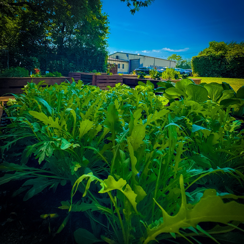Im Vordergrund, einige Rucola Pflanzen im Hintergrund weitere Hoch Beete sowie ein Bürogebäude mit angeschlossener Halle vor einem blauen Himmel
