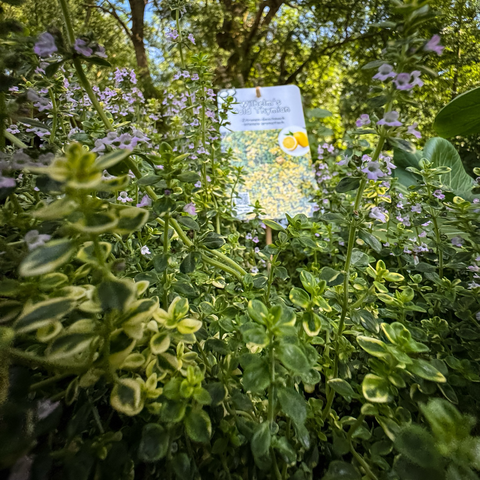 Eine Großaufnahme einer Zitronen Thymianpflanze. Zwischen den Zweigen steht ein Schild mit der entsprechenden Bezeichnung.