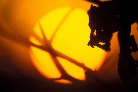 Silhouette of a dried plant with thorns in the foreground against a large, bright yellow-orange sun. The sun creates a warm, glowing background, emphasizing the intricate details and shapes of the silhouetted plant elements.