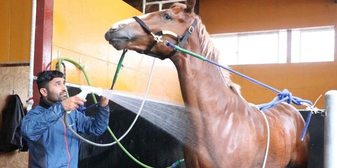 In rural Japan, Indians are rising stars of thoroughbred industry
