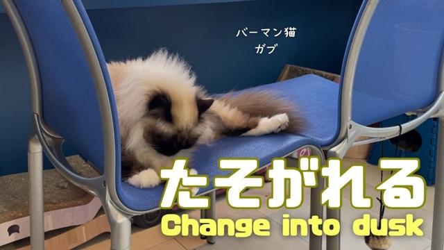 バーマン猫ガブとラフ【たそがれる】Change into dusk（バーマン猫）Birman/Cat