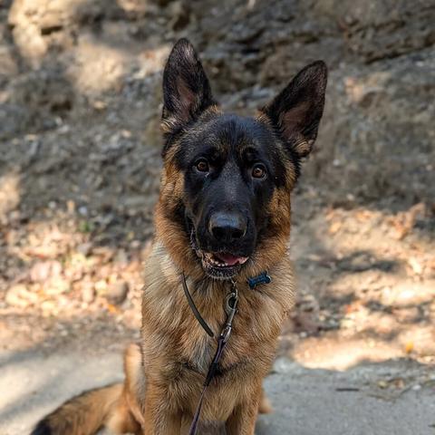 A sitting German Shepard dog. He has prominent, pointy ears that are straight up. His face is mostly black while is body is light brown.