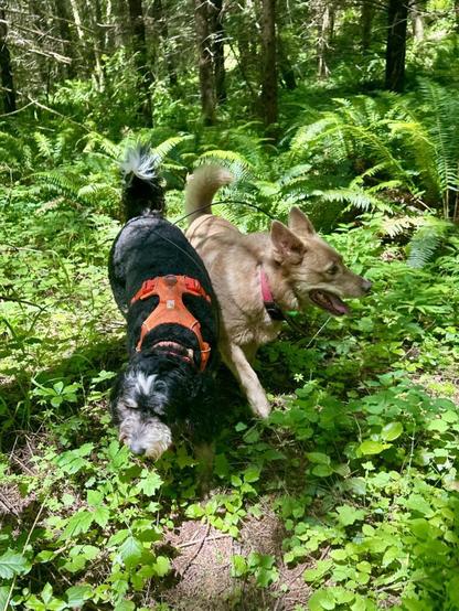 Two dogs run side by side along an overgrown footpath in the forest, sniffing the fresh smells around them.