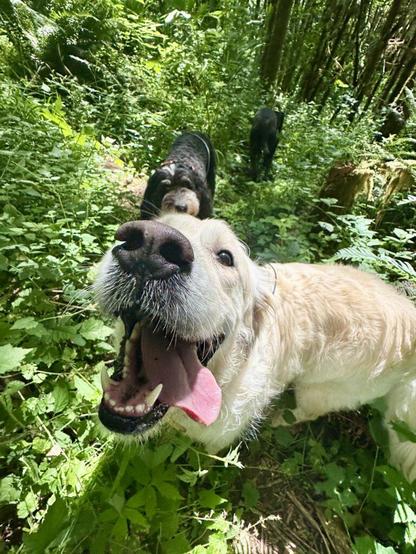 A big English cream retriever comes up smiling for a treat, as he and the other dogs explore in the lush tall greenery.