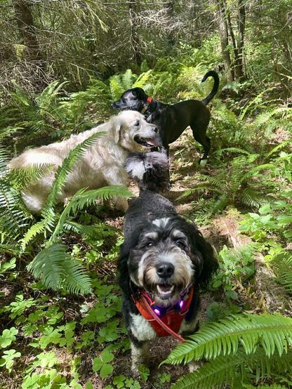 Three smiling dogs stand in the forest and take a moment to enjoy the lush vegetation all around them.