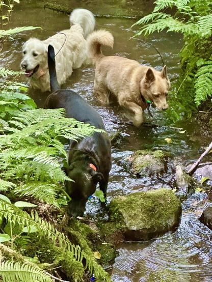 Three dogs wade through a shallow creek between ferns and mossy rocks.