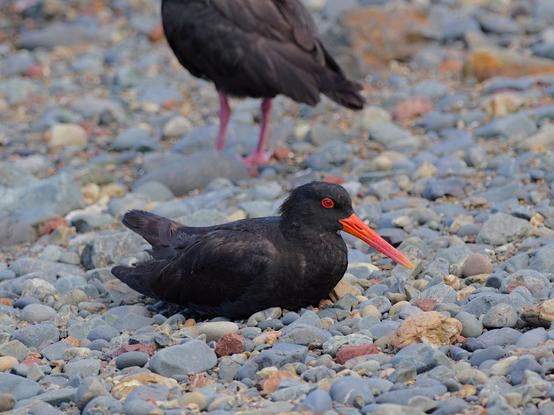 A Variable Oystercatcher sitting on a pebble beach, another Oystercatcher is standing behind it, partially visible