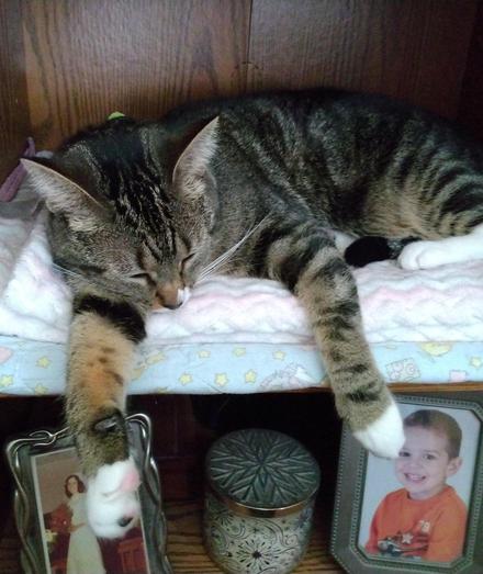 Pax, our little tabby cat with white markings, is sleeping peacefully on her pink and white blanket with blue trim.  She's inside a tiny nook in a bookcase/entertainment center.  Her long striped forelegs with white mittens are dangling over the edge of the little compartment.