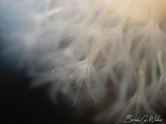 Dead Man's Fingers soft coral shot with a very narrow depth of field to provide blurry surroundings for this one polyp in focus.