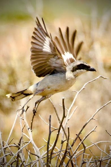 A white and brown bird with a black stripe on its eye takes wing in a meadow.