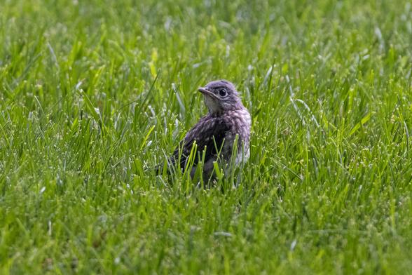 Bluebird fledgling sitting in a lawn, looking to the side.