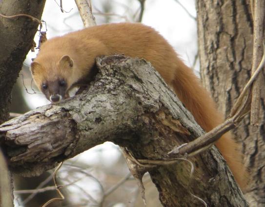 Investigating population density and habitat use of the introduced Japanese weasel