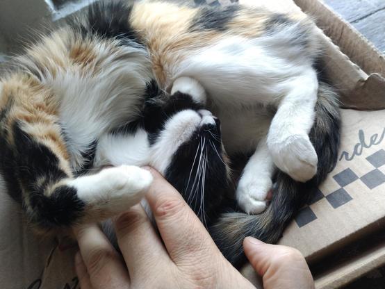 A curly calico cat.