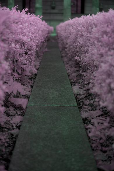 The image depicts a narrow, straight pathway flanked by two rows of neatly trimmed bushes. The pathway appears to be made of stone, and it leads towards a structure in the background, which seems to be a building with a door. The bushes are lush and dense, creating a tunnel-like effect around the pathway. The image has a surreal color scheme, with the bushes rendered in a pinkish hue and the pathway and background in shades of green.